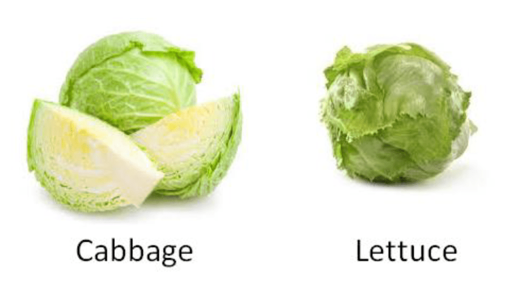 Classification of Vegetables - Bud vegetables