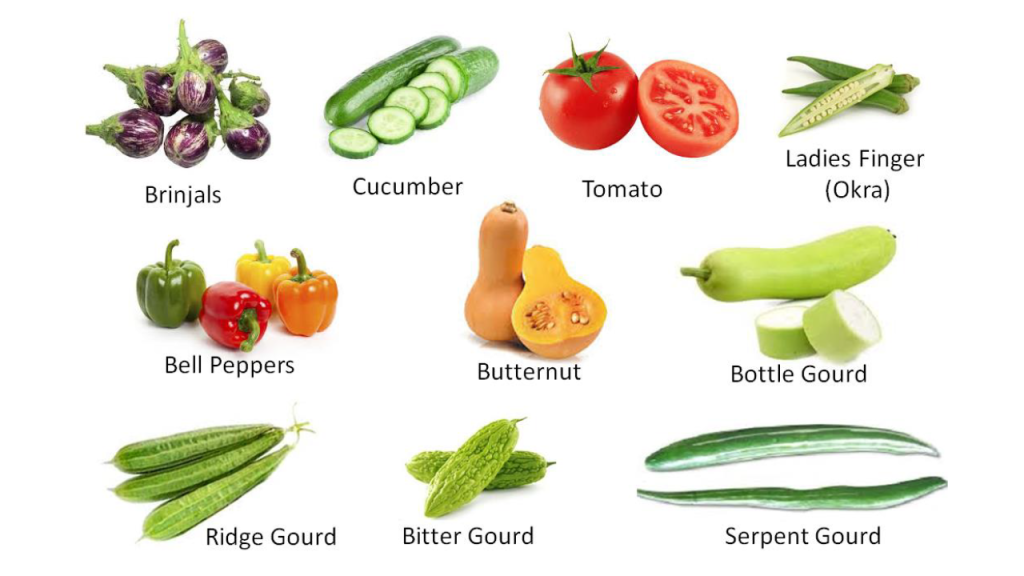 Classification of vegetables - Fruit Vegetables 