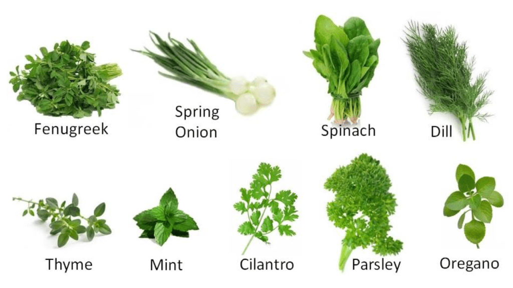 Classification of vegetables: leafy Vegetables