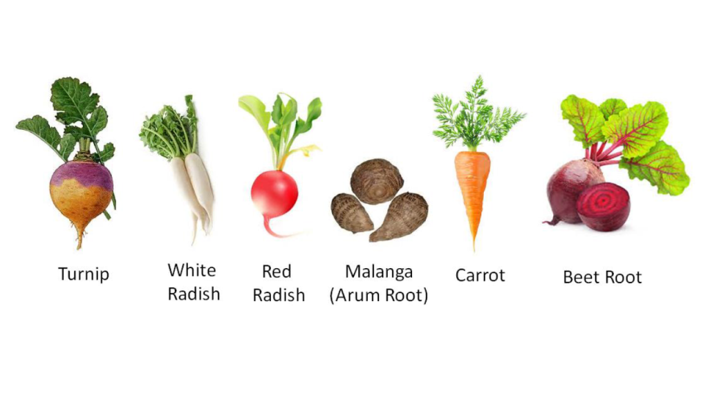 Classification of vegetables - Root vegetables