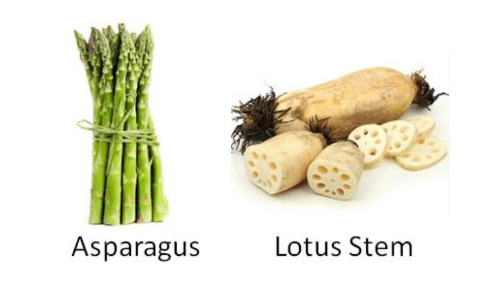 Classification of Vegetables - Stem Vegetables